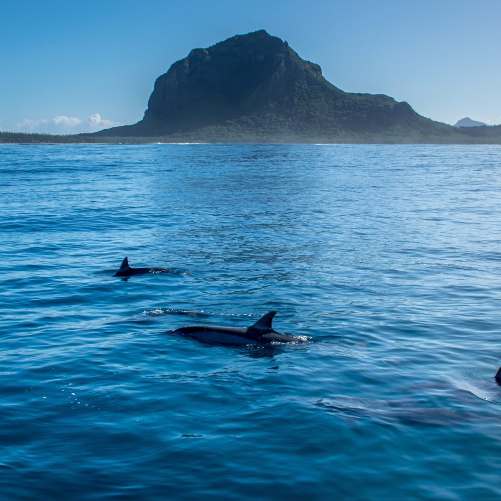 Dolphin Watch Tour in Mauritius – Dolphins & Crystal Rock