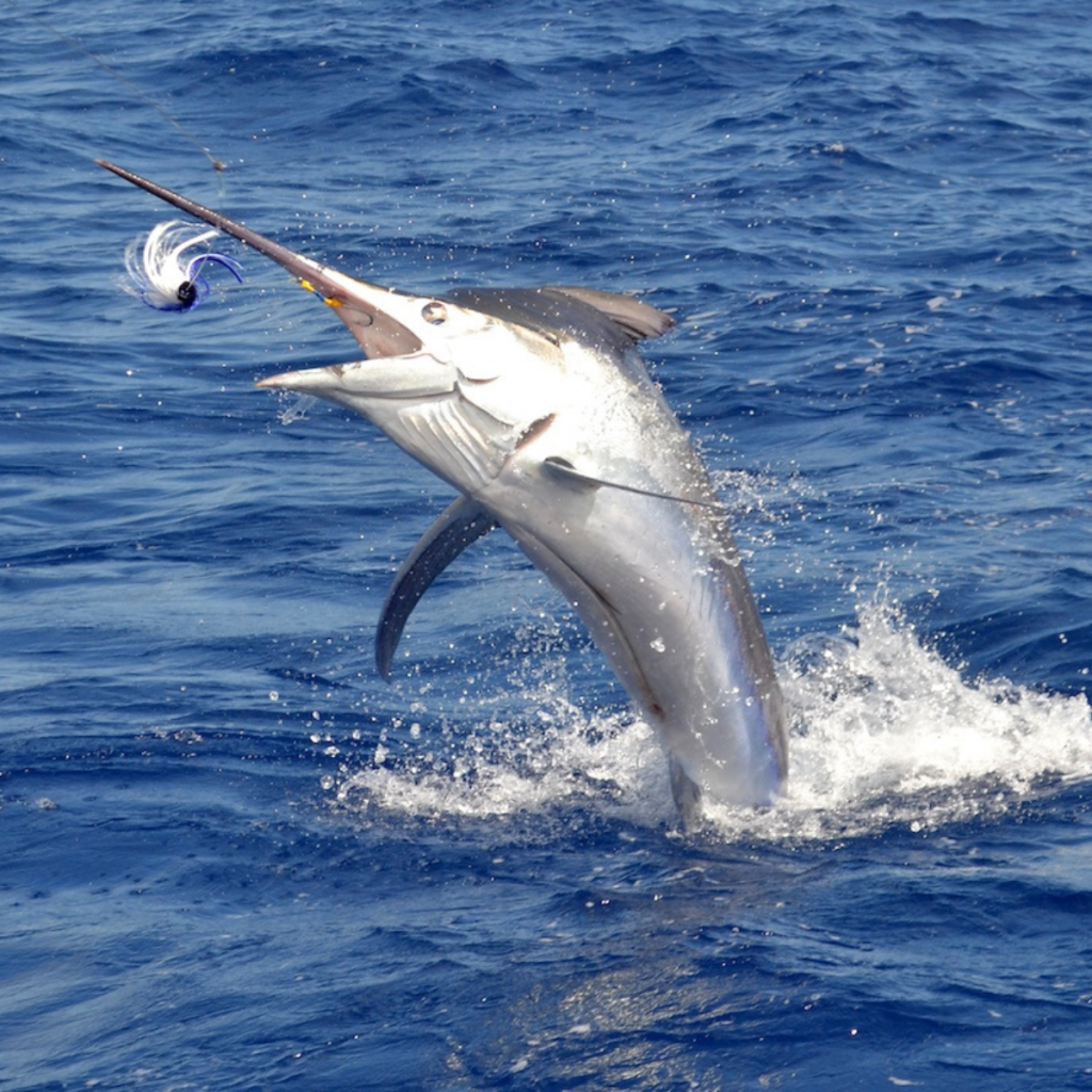 Big Game Fishing in Mauritius – Full or Half Day Deep Sea Adventure